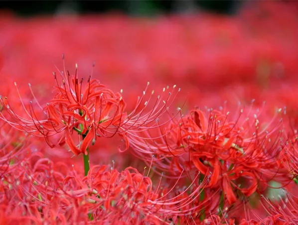 990,8% Galanthamine Lycoris Radiata Chất chiết xuất thảo mộc để chữa bệnh myasthenia, myopathy 1