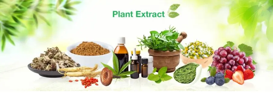 990,8% Galanthamine Lycoris Radiata Chất chiết xuất thảo mộc để chữa bệnh myasthenia, myopathy 2